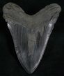 Black Georgia Megalodon Tooth #5540-2
